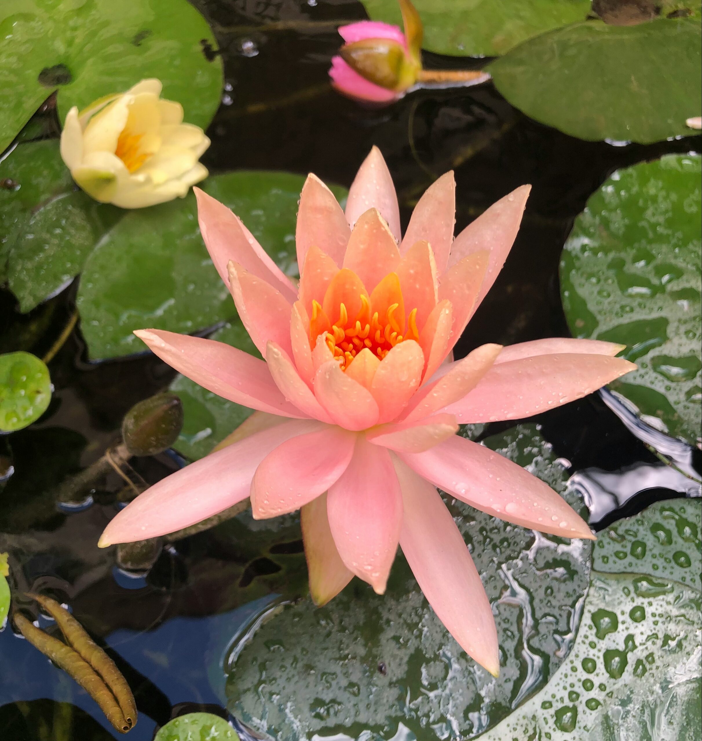 Heart Chakra Healing: Love, Relationships & Compassion
