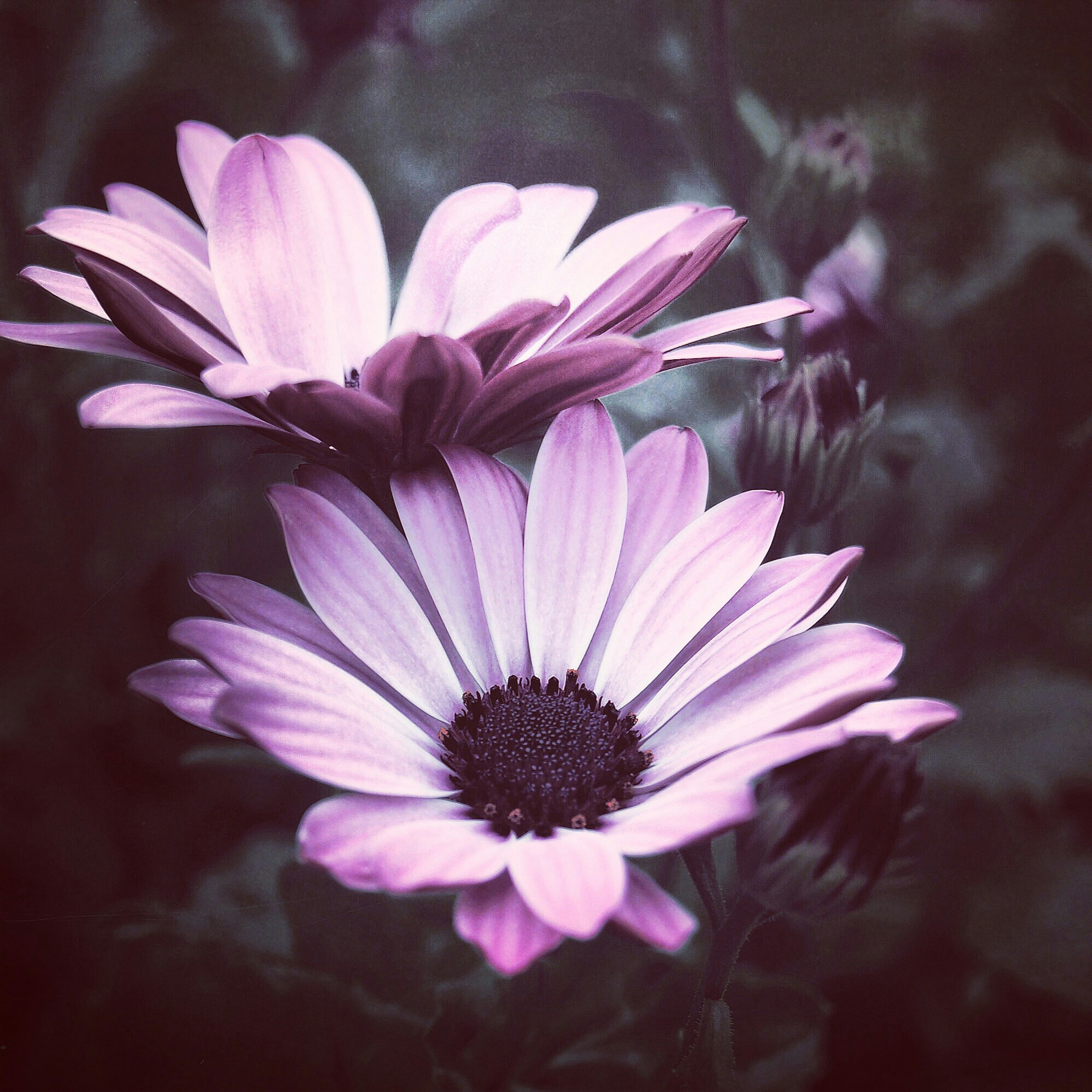 A Feminine Healing Ritual: